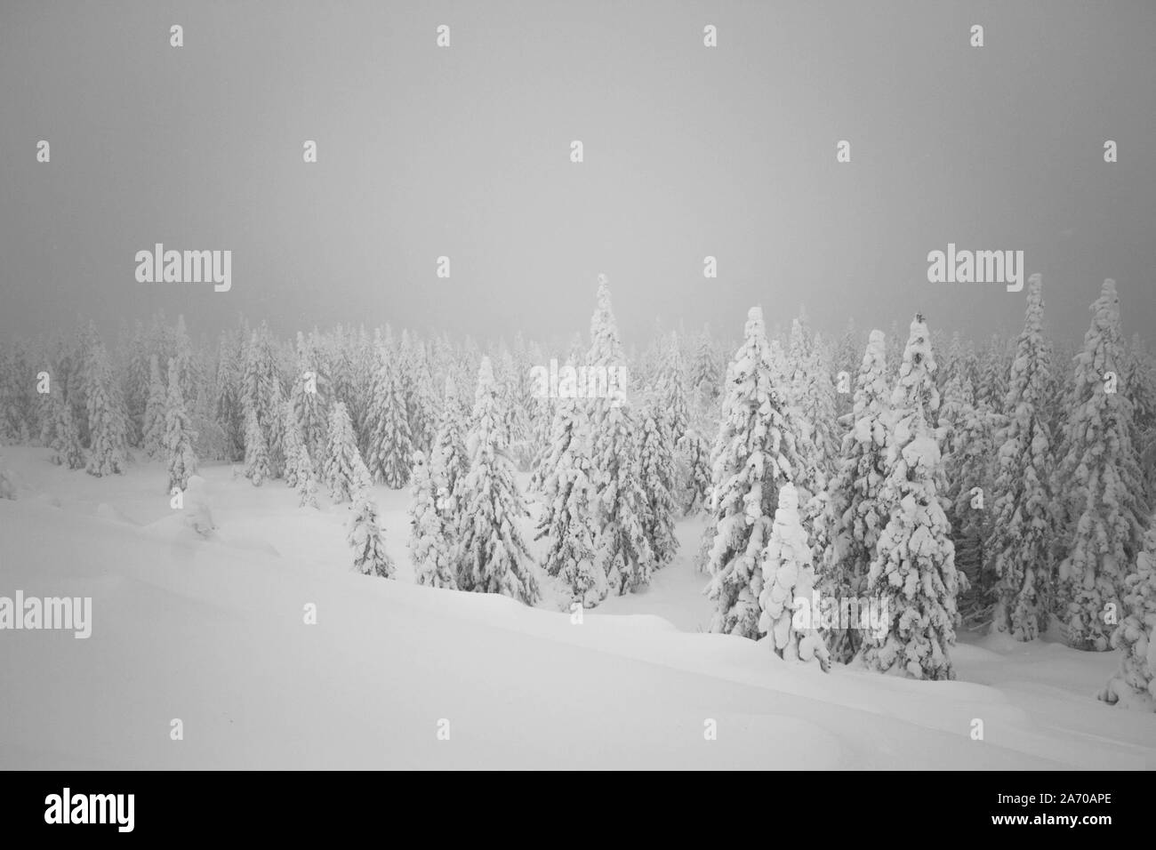 Matin neigeux Noël dans les bois. Sapin de Noël couvert de neige. Tout est recouvert de neige Banque D'Images