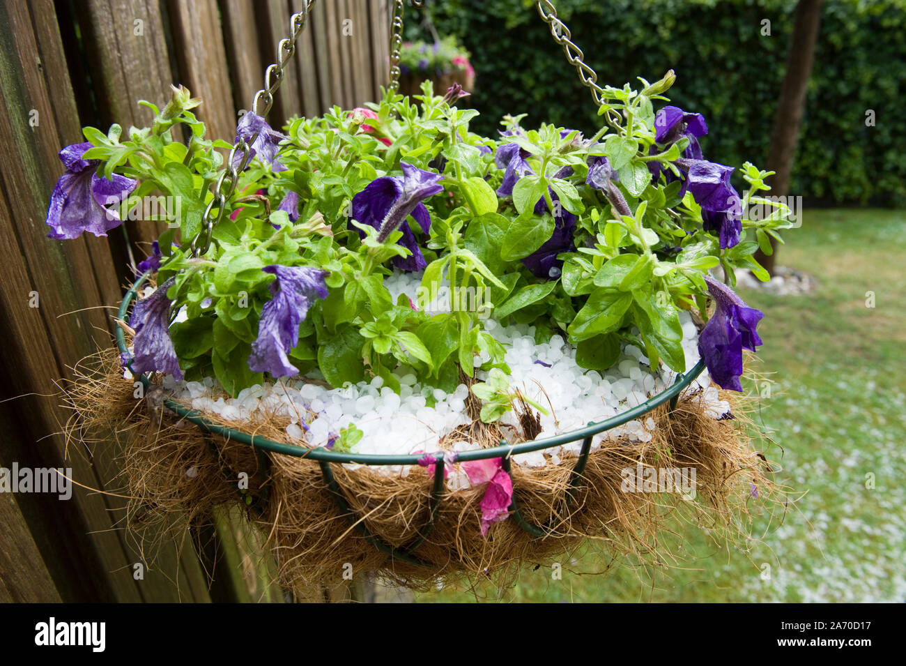 La grêle dans un panier suspendu après une tempête de grêle en été Banque D'Images