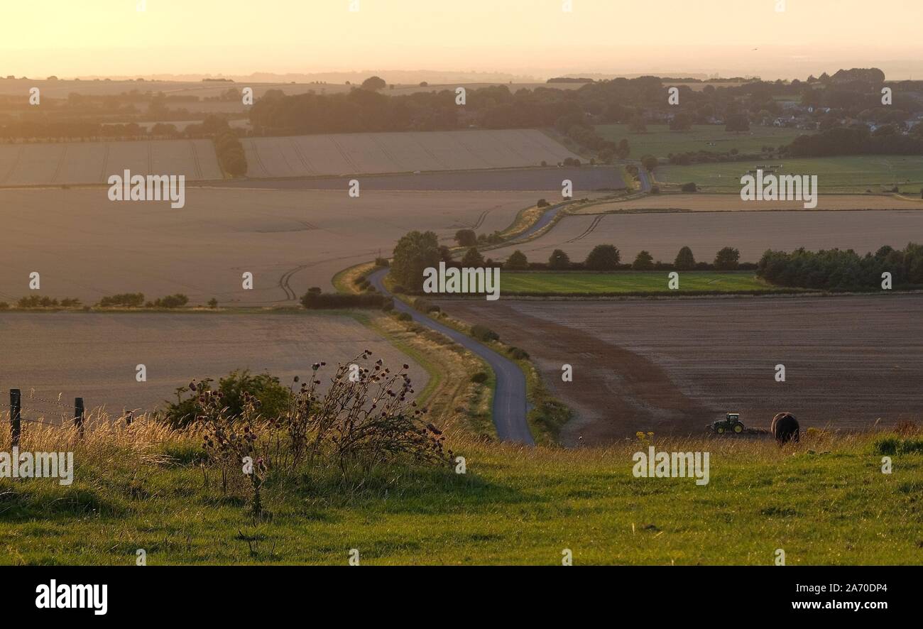 Le pâturage des chevaux dans un paysage rural sous le soleil chaud avec bleu jaune et orange de l'herbe de pâturage et arbres vue tendue Banque D'Images