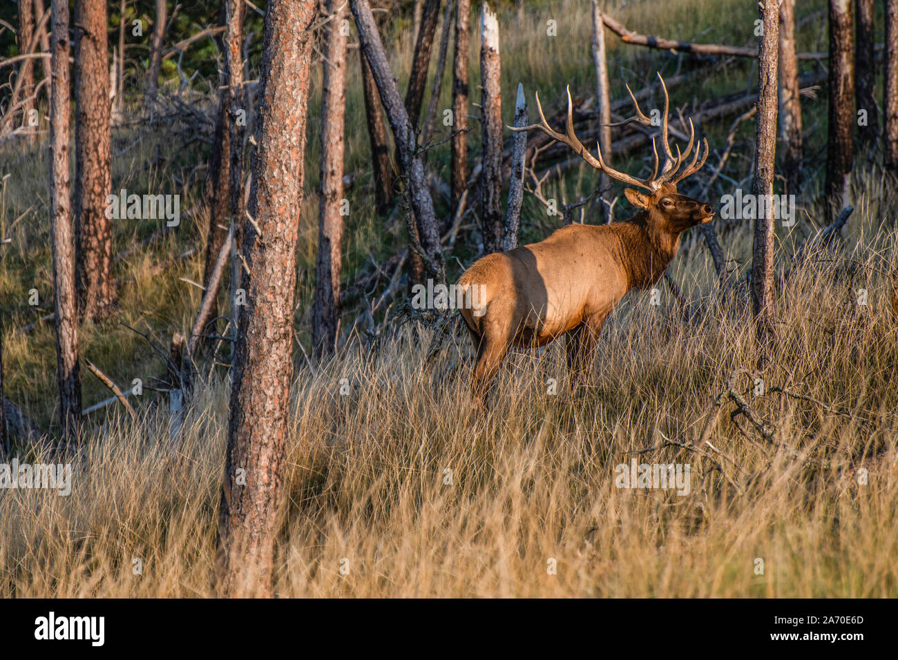 Chasse au wapiti Banque D'Images