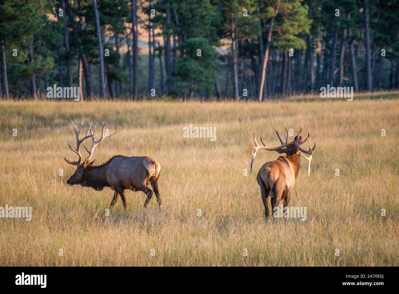 Chasse au wapiti Banque D'Images