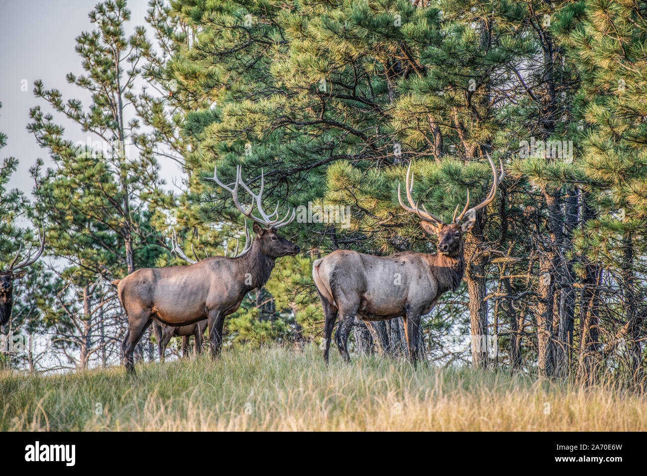 Chasse au wapiti Banque D'Images