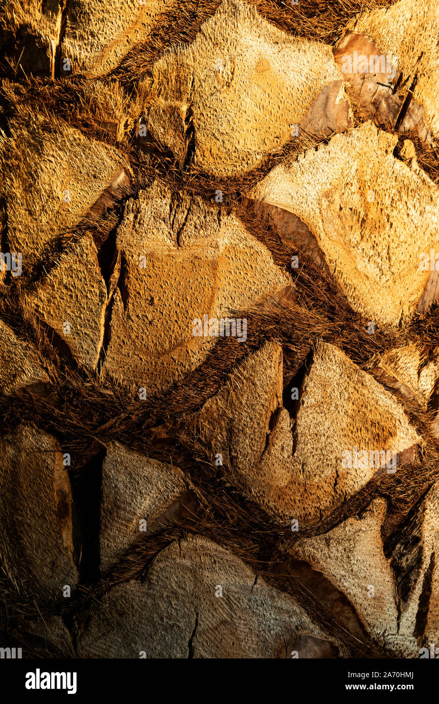 Libre de palm l'écorce des arbres. Banque D'Images