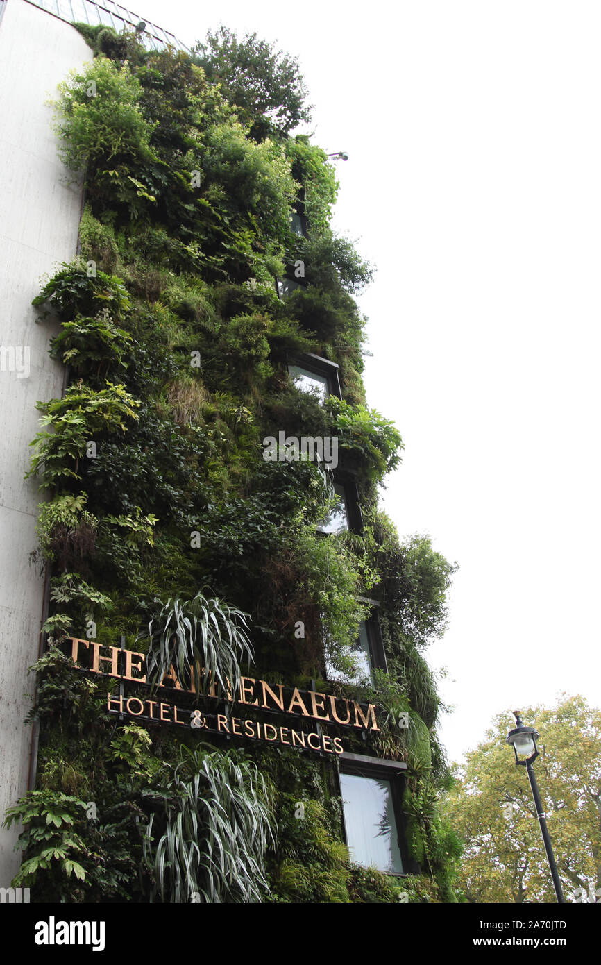 Jardin vertical à l'Athenaeum Hotel and Residences Mayfair, signalisation entourée par le jardin vivant sur le mur, Piccadilly, Londres, SW1, extérieur Banque D'Images