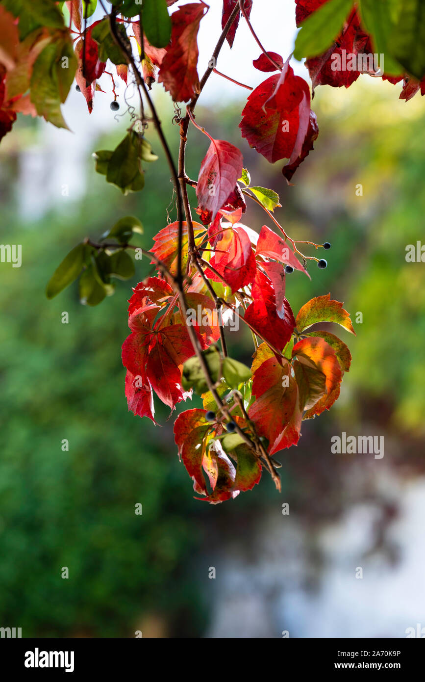 Feuilles de lierre rouge fond naturel, Banque D'Images