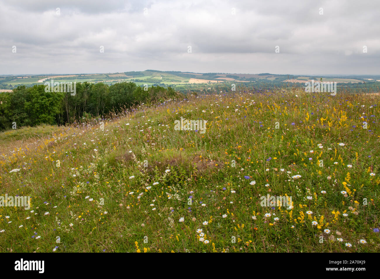 Une prairie de fleurs sur la vieille Winchester Hill et South Downs Way avec une vue dégagée sur la campagne du Hampshire, en Angleterre. Banque D'Images