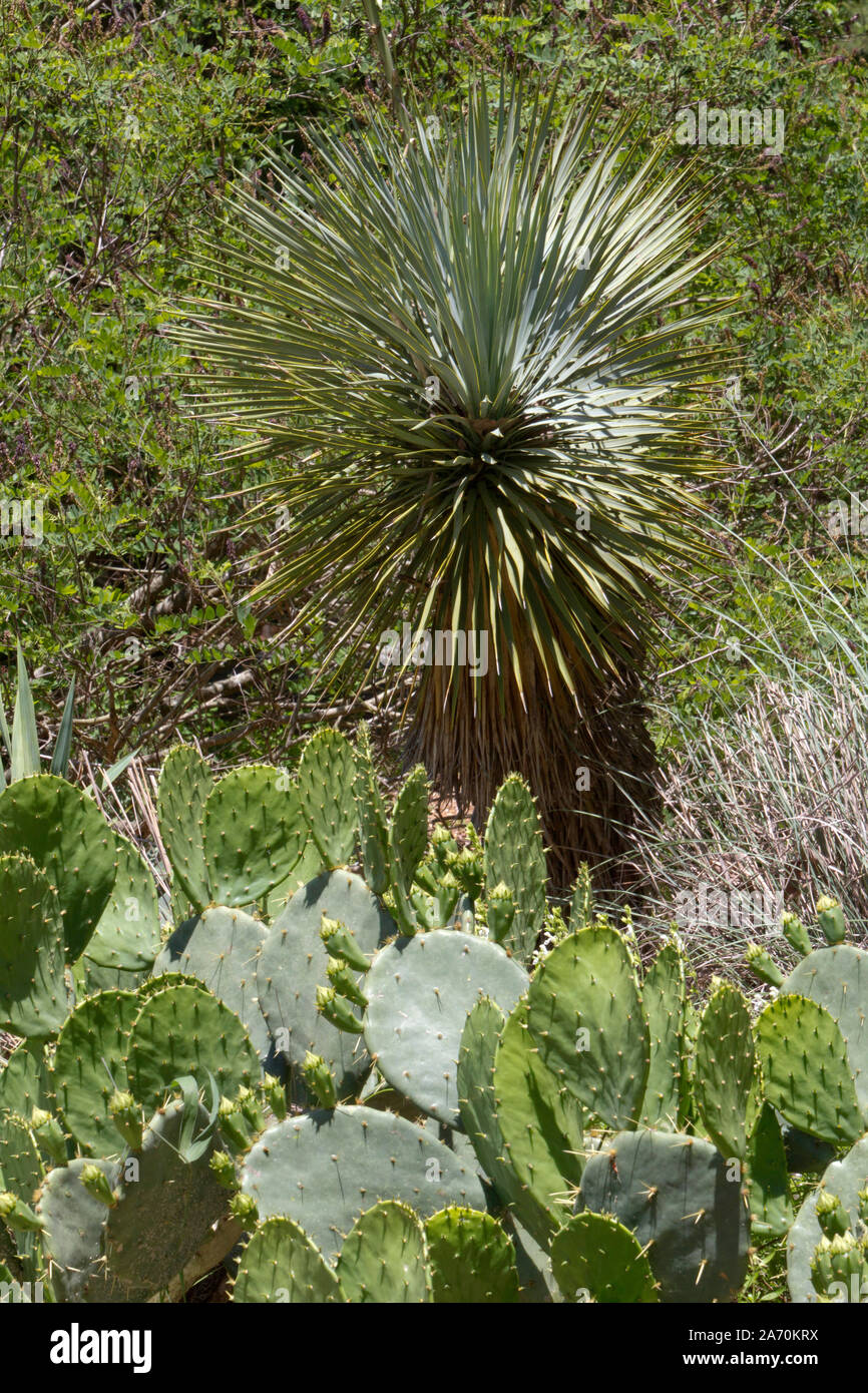 Paysage désertique avec des plantes de yucca et de figuiers de barbarie qui prospèrent dans un environnement aride sur une chaude journée d'été Banque D'Images