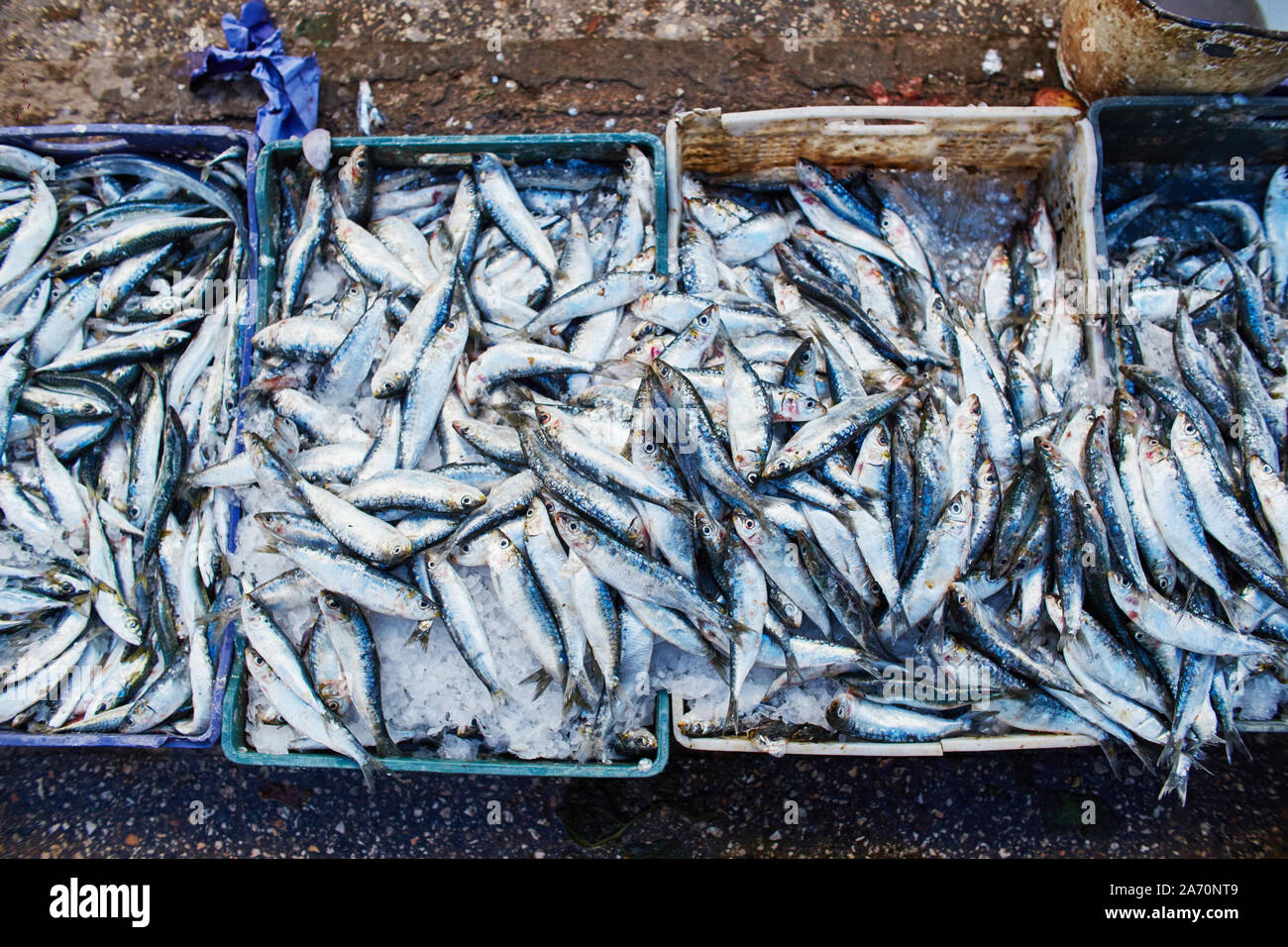 Sardine de l'Atlantique de nombreux poissons sont vendus en boîtes sur le marché marocain. Poisson frais pêché par les pêcheurs. Peu de poissons sardine Banque D'Images