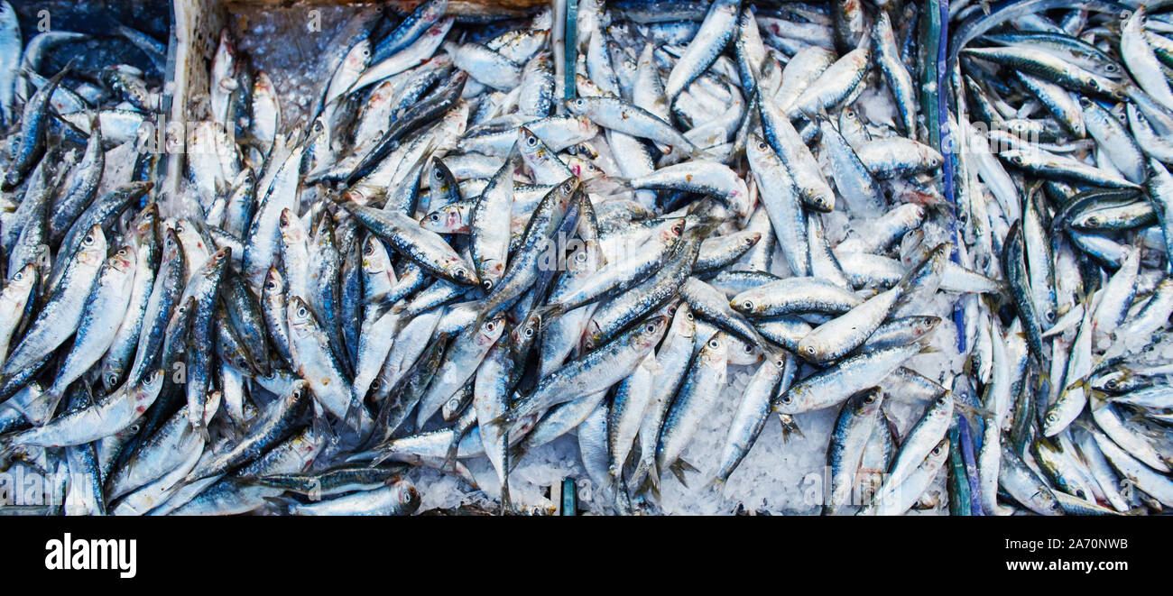 Sardine de l'Atlantique de nombreux poissons sont vendus en boîtes sur le marché marocain. Poisson frais pêché par les pêcheurs. Peu de poissons sardine Banque D'Images