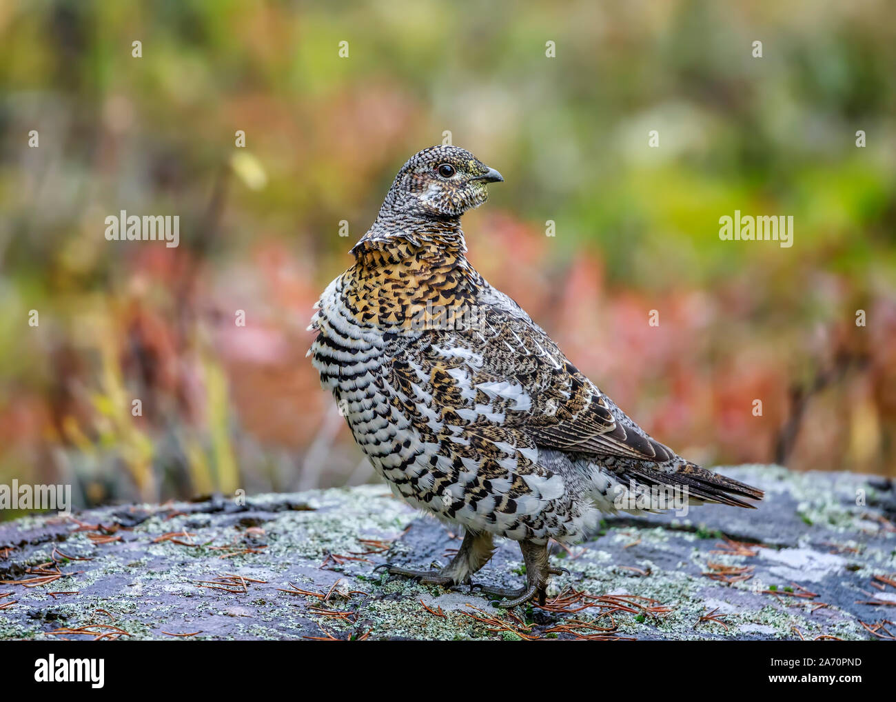 Tétras des armoises (ou du Canada Falcipennis canadensis), femme, parc provincial de Whiteshell, Manitoba, Canada. Banque D'Images