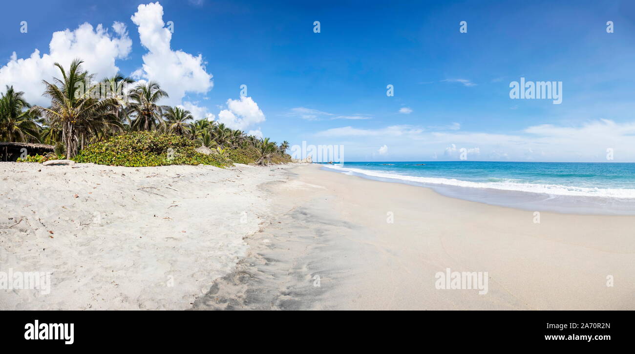 Palmiers dans le magnifique paysage sauvage de la plage des Caraïbes à la Colombie, Tayrona Banque D'Images