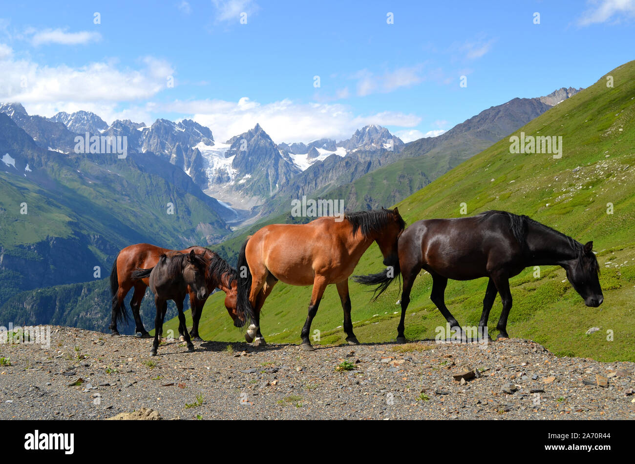 Chevaux sauvages dans les montagnes de la Géorgie. Banque D'Images