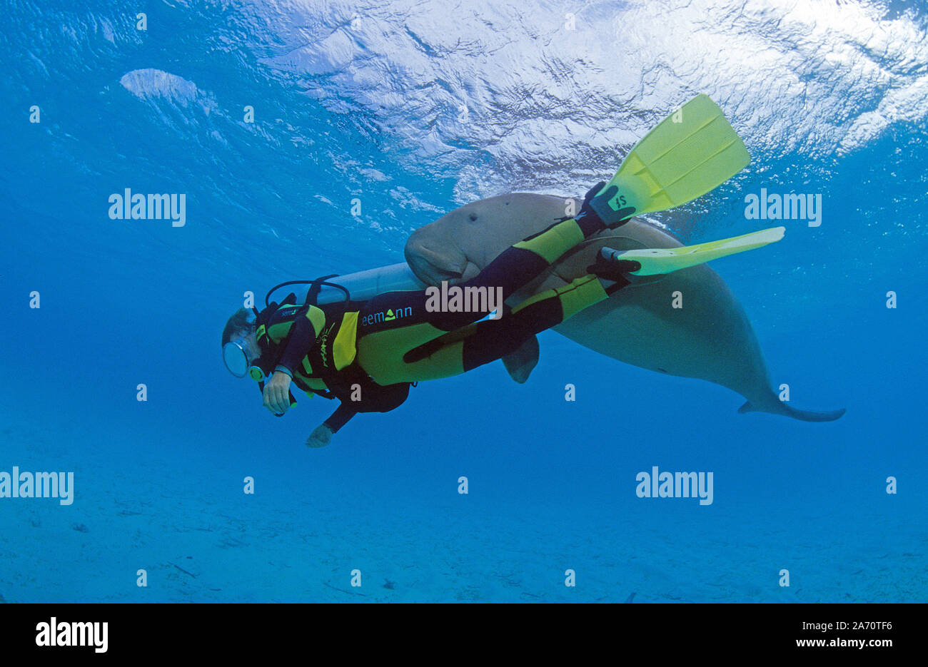 Taucher und verspielter Gabelschwanzseekuh, le Dugong (Dugong dugon), Bornéo, Malaisie | Scuba Diver avec Dugong (Dugong dugon), jouer ensemble, Bornéo Banque D'Images