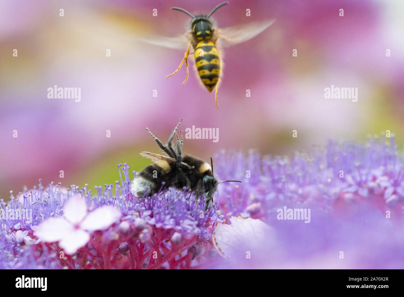 Bumblebee en position de défense avec les jambes soulevées pour écarter un wasp dans UK garden Banque D'Images