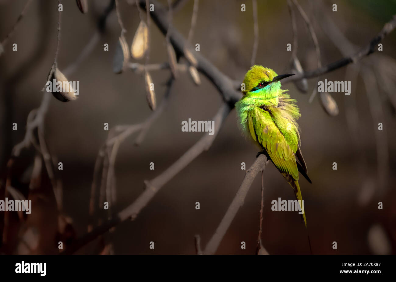 Green Bee Eater dans la nature avec lumière dramatique Banque D'Images