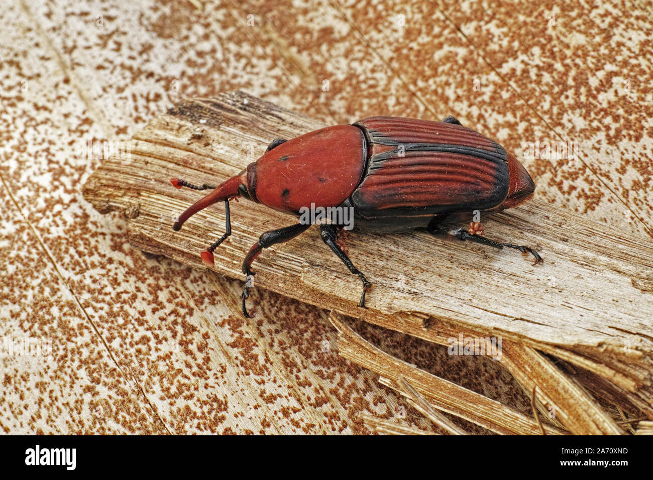 Charançon rouge des palmiers, Rhynchophorus ferrugineus, spécimen adulte Banque D'Images