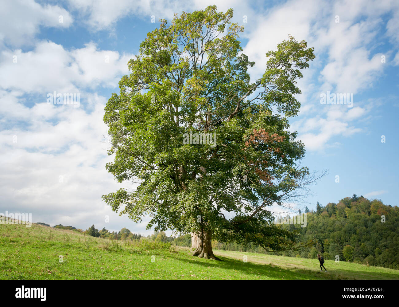 Un grand arbre par rapport à un petit homme. Nature contre l'humanité. Un touriste se dirigeant vers un à feuilles caduques sur une colline verte Photo Stock - Alamy