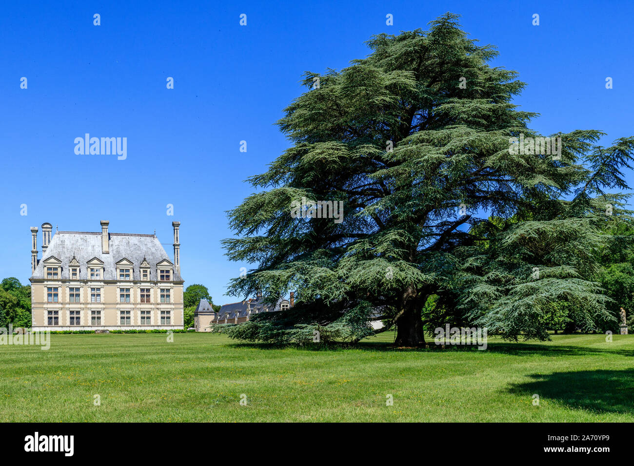 France, Loir et Cher, vallée de la Loire classée au Patrimoine Mondial de l'UNESCO, Cellettes, Chateau de Beauregard, parc et jardins, cèdre bicentenaire (Cedrus) Banque D'Images