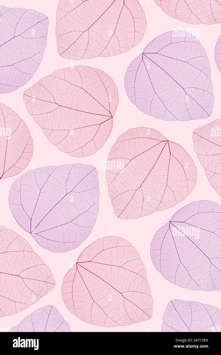 Violet,rose feuilles transparent background Banque D'Images