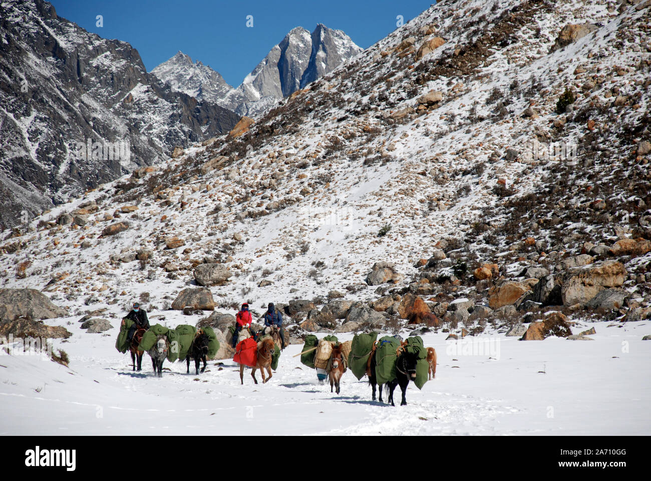 Pack les chevaux dans les montagnes de l'ouest du Sichuan Daxueshan en Chine Banque D'Images