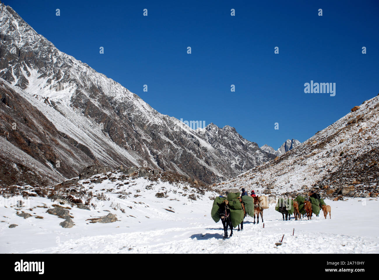 Pack les chevaux dans les montagnes de l'ouest du Sichuan Daxueshan en Chine Banque D'Images