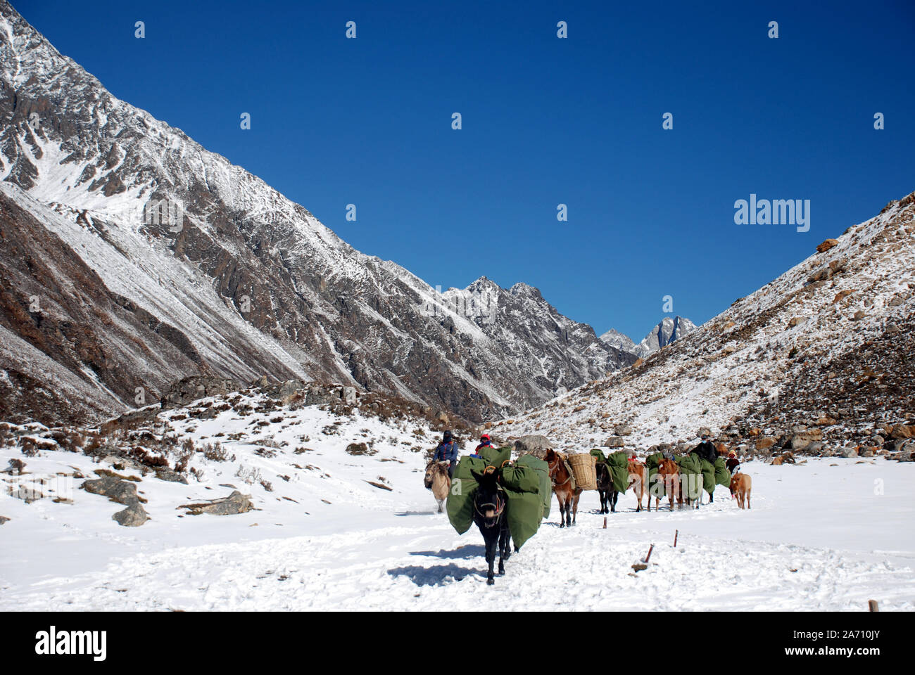 Pack les chevaux dans les montagnes de l'ouest du Sichuan Daxueshan en Chine Banque D'Images