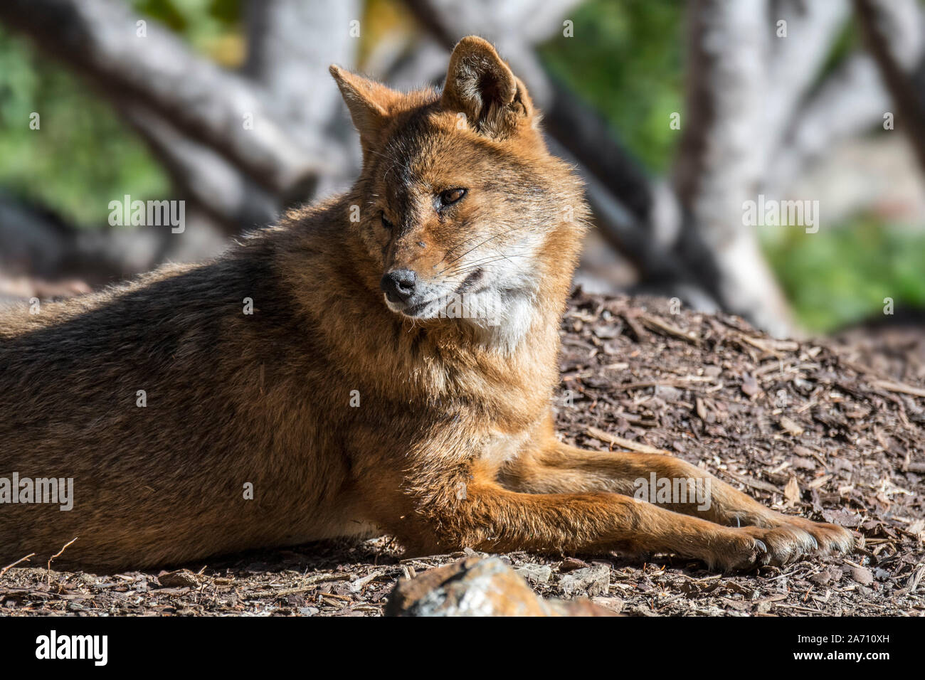 Portrait de chacal doré (Canis aureus) Canidé originaire d'Europe du Sud-Est et l'Asie Banque D'Images