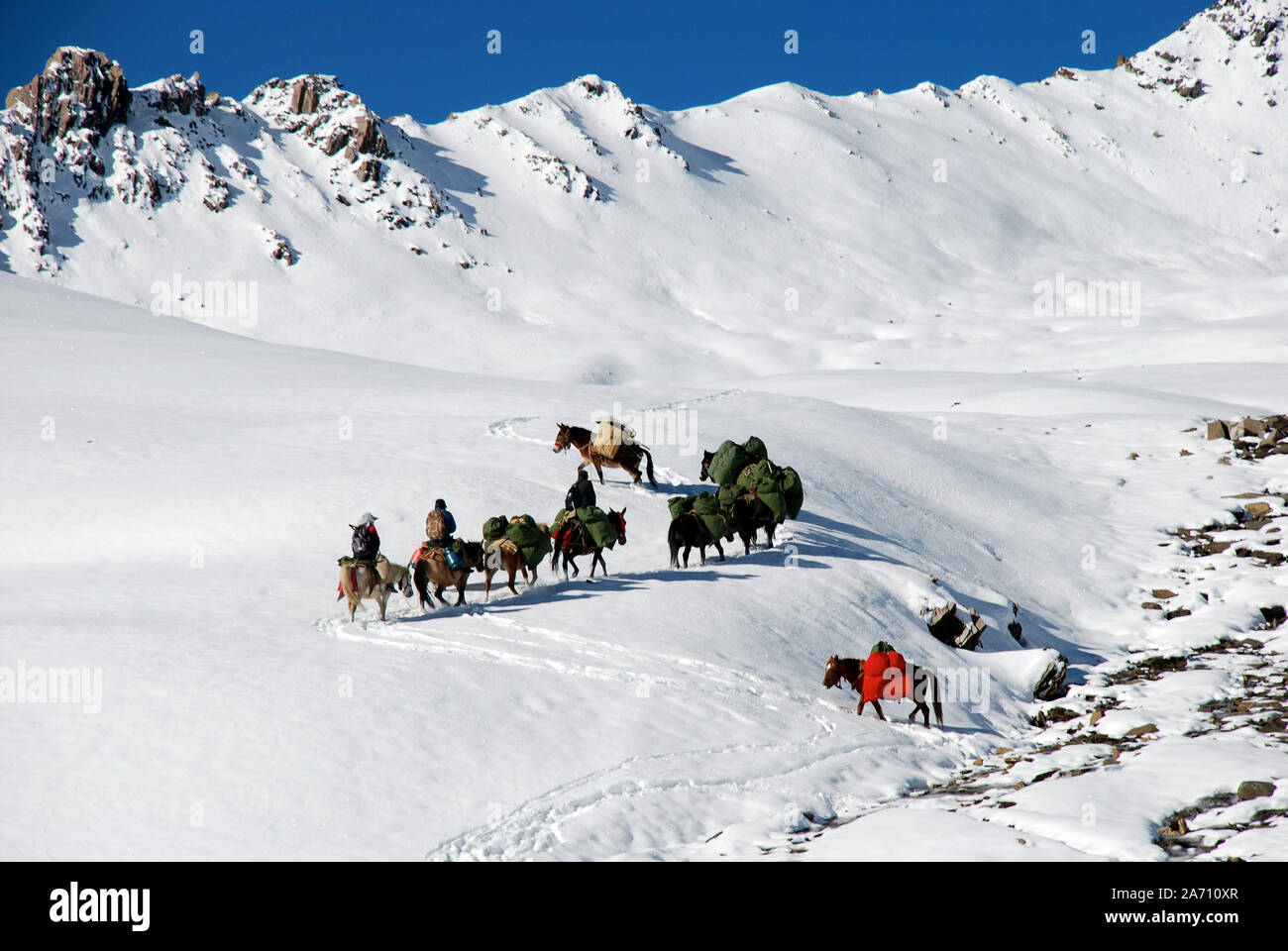 Chevaux sur la Daxueshan Buchha La dans les montagnes de l'ouest du Sichuan en Chine Banque D'Images