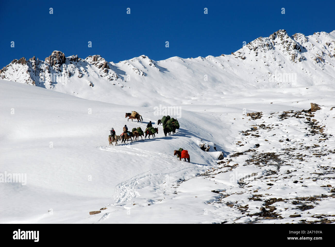 Chevaux sur la Daxueshan Buchha La dans les montagnes de l'ouest du Sichuan en Chine Banque D'Images