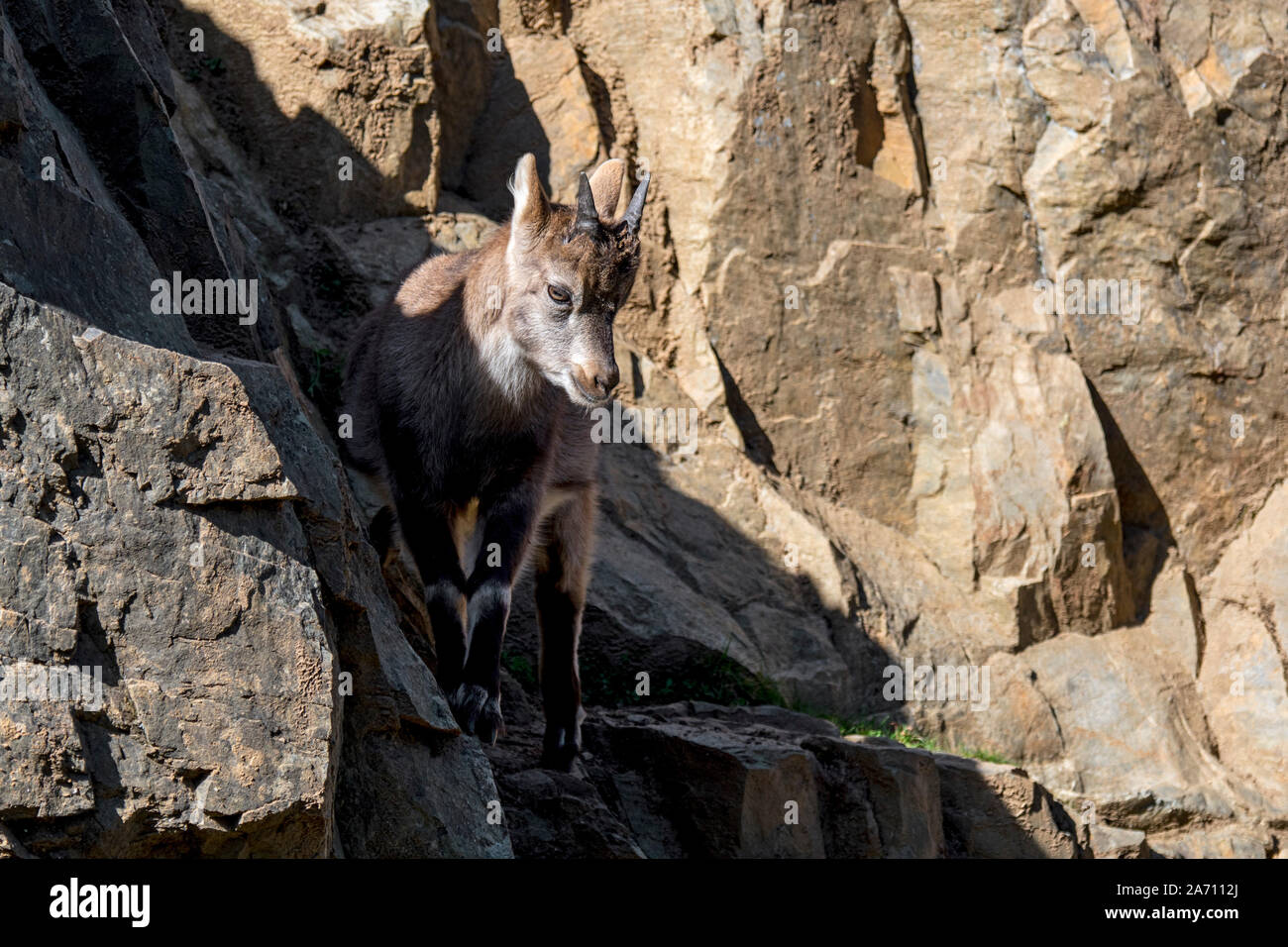 Bouquetin des Alpes (Capra ibex) Enfant / jeunes avec peu de cornes sur rock ledge en falaise sur le versant de montagne en automne Banque D'Images