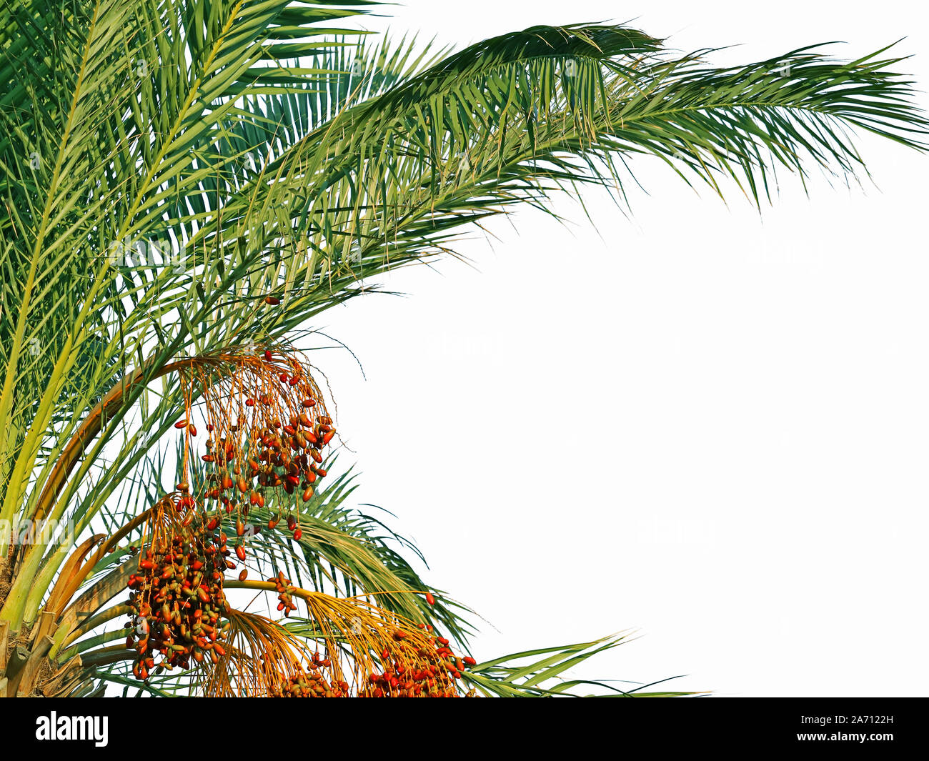 Feuilles de palmier Phoenix avec dates isolé sur fond blanc Banque D'Images