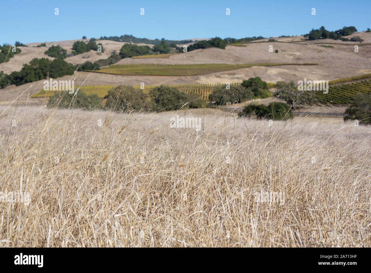 Sec, l'herbe morte dans une zone rurale du comté de Sonoma, en Californie. Banque D'Images