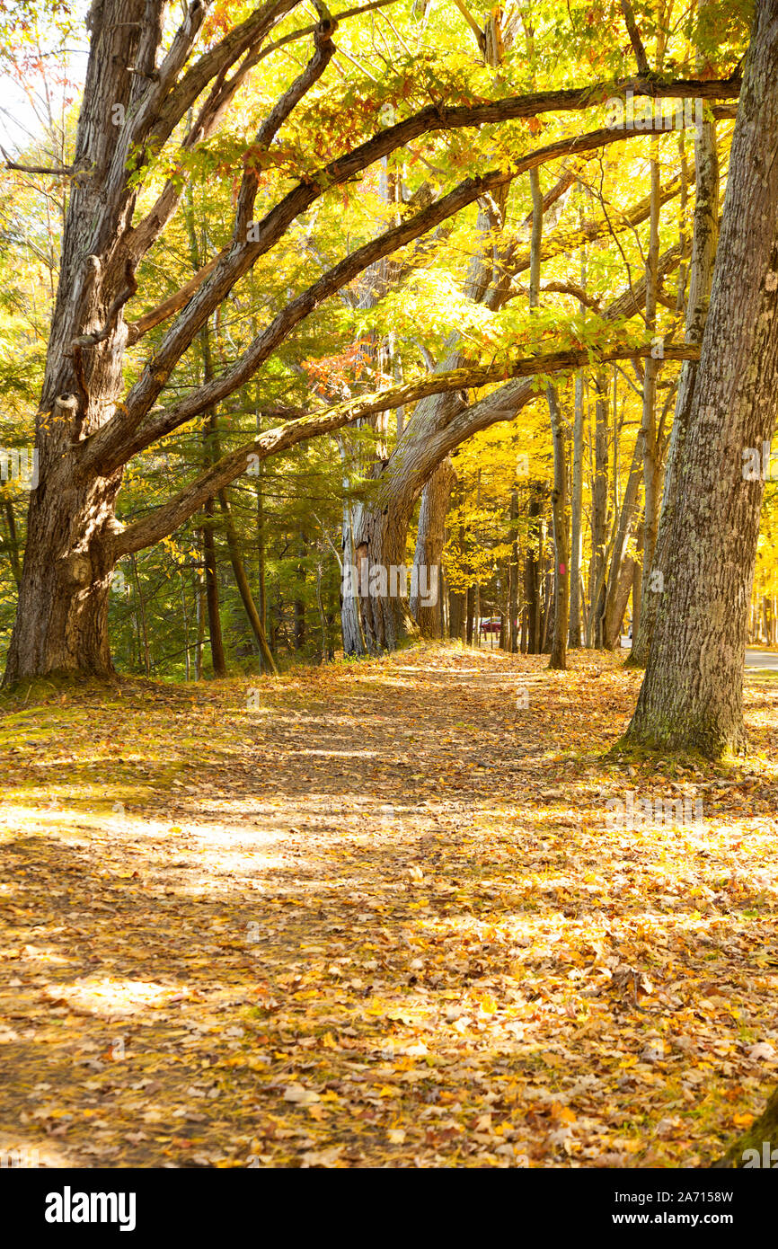 Chemin d'automne à travers la forêt avec feuillage d'automne et les feuilles colorées Banque D'Images