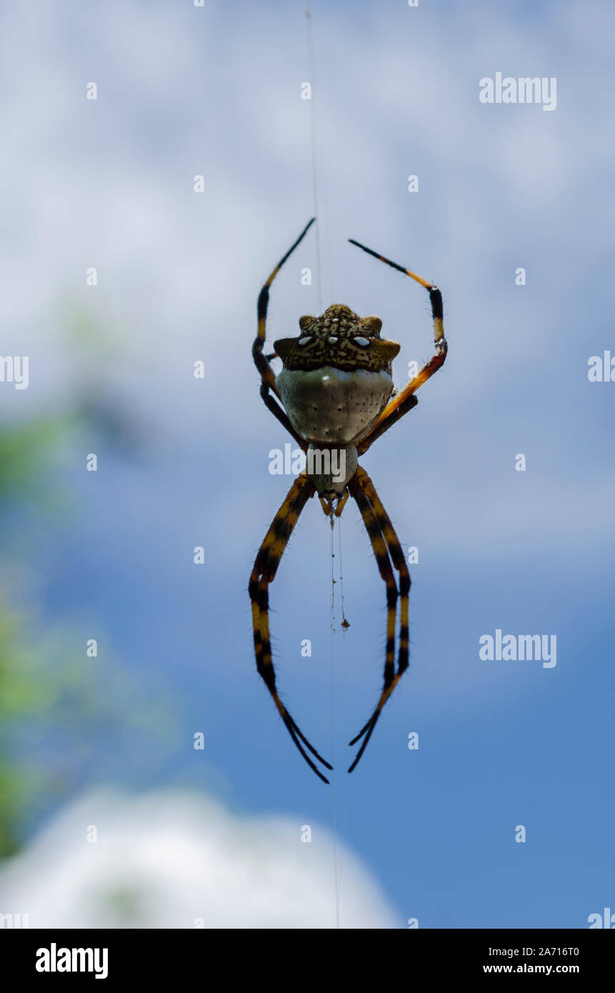 À la recherche d'araignées vers le bas Banque D'Images