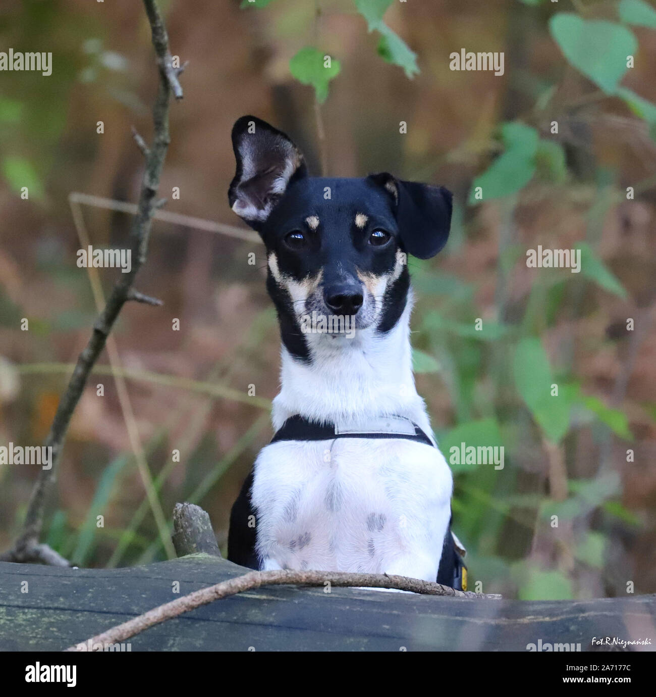 Chien avec une oreille permanent Banque D'Images