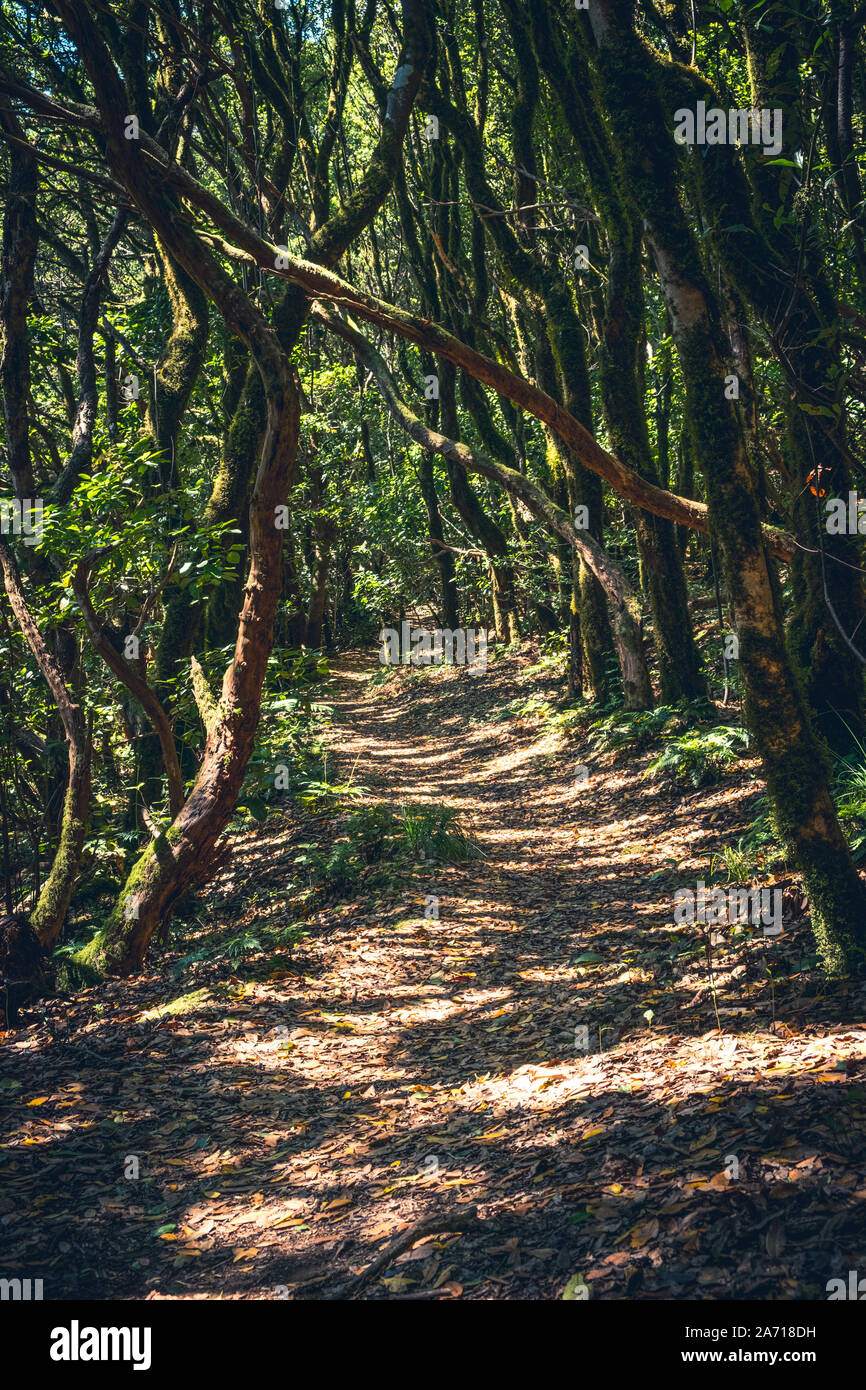 Un chemin de randonnée et paysage de forêt - forêt - allée en Banque D'Images