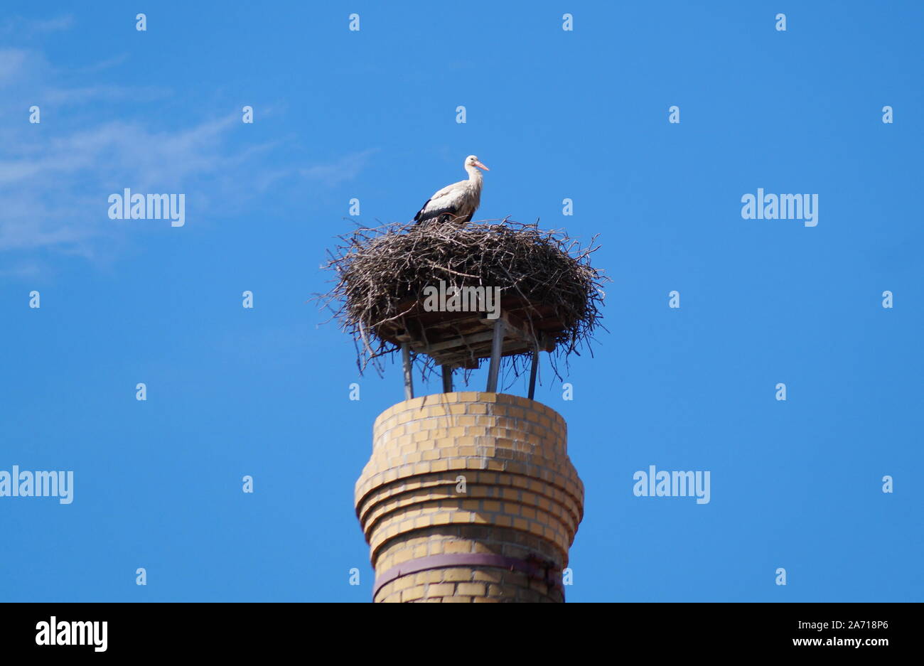 Une belle stork avec de longues pattes et un long bec Banque D'Images