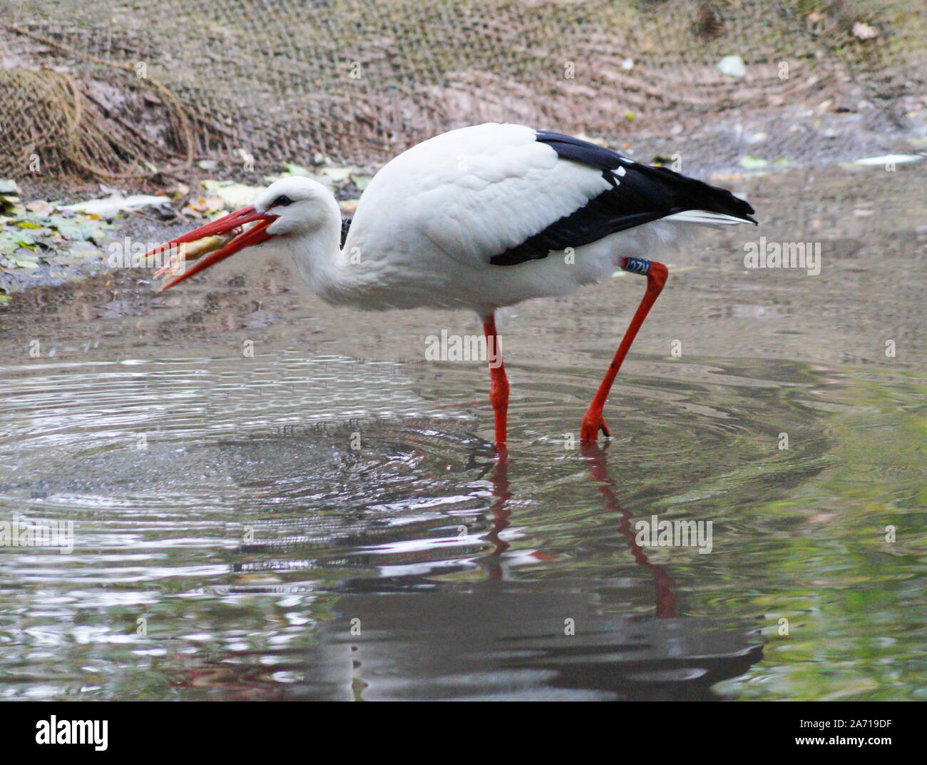 Une belle stork avec de longues pattes et un long bec et un poussin dans son bec Banque D'Images