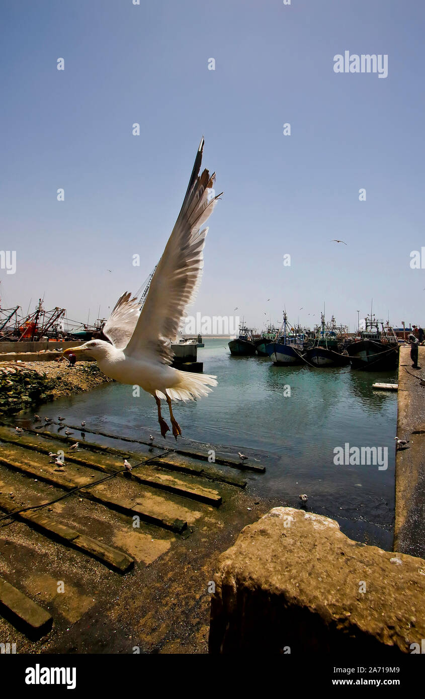 Harbour à Essaouira, Maroc Banque D'Images