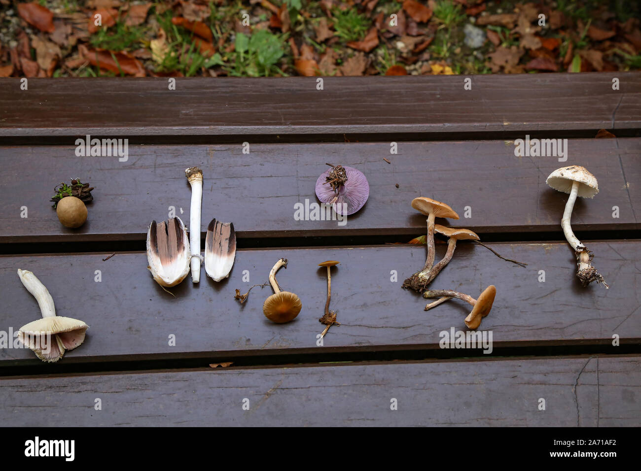 Divers champignons forestiers sont disposés sur la table. Banque D'Images
