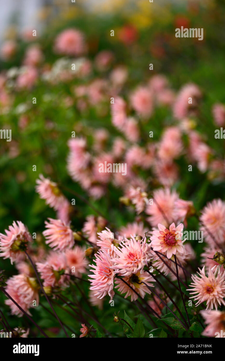Dahlia rose saumon,DE,semi-cactus fleur,fleurs,fleurs,Fleurs,RM,dahlias Banque D'Images