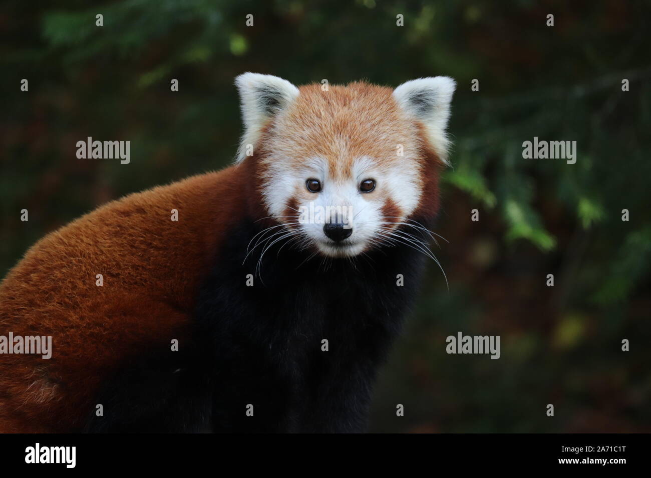 Panda rouge mâle, Gawa (Ailurus fulgens) Banque D'Images