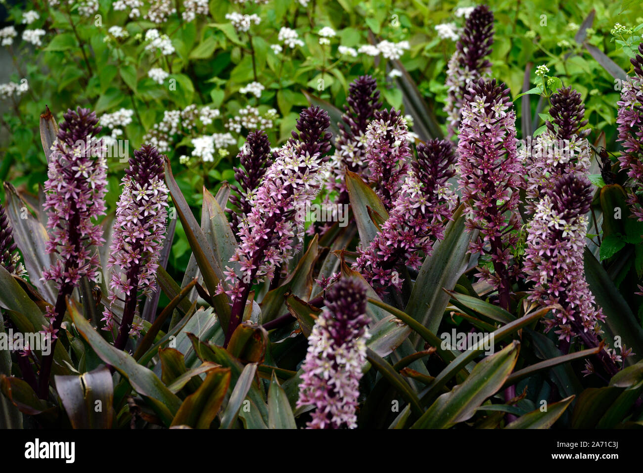 Eucomis comosa Sparkling Burgundy,lily,Ananas,racèmes, grappe, rouge-pourpre foncé,fleur,bractées bractée fleurs,fleurs,Fleurs,RM Banque D'Images