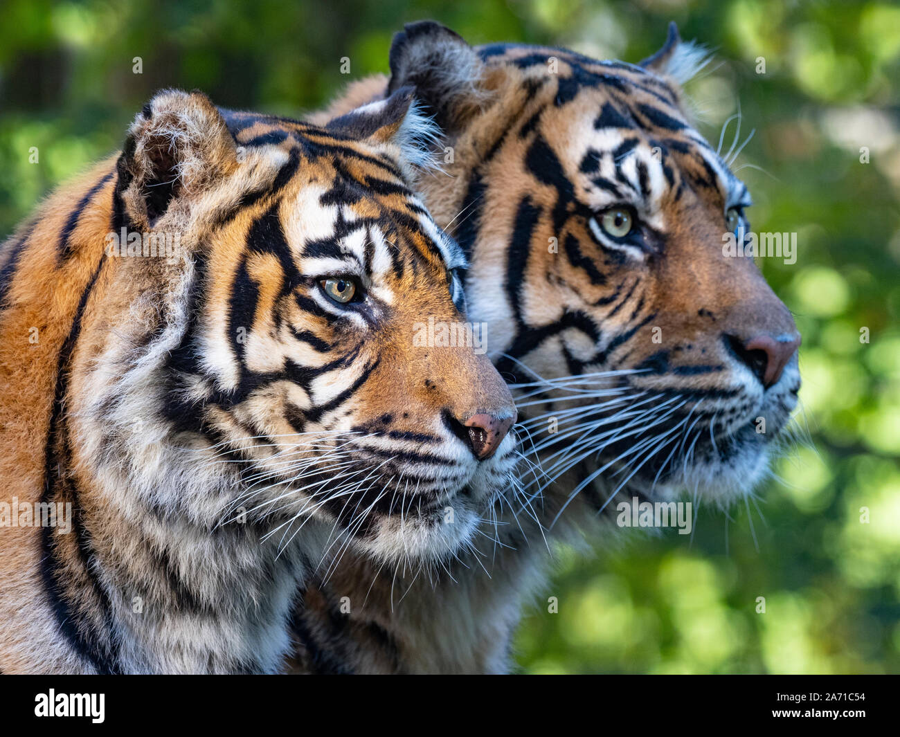 Tigre de Sumatra Panthera tigris sondaica prisonnier Banque D'Images