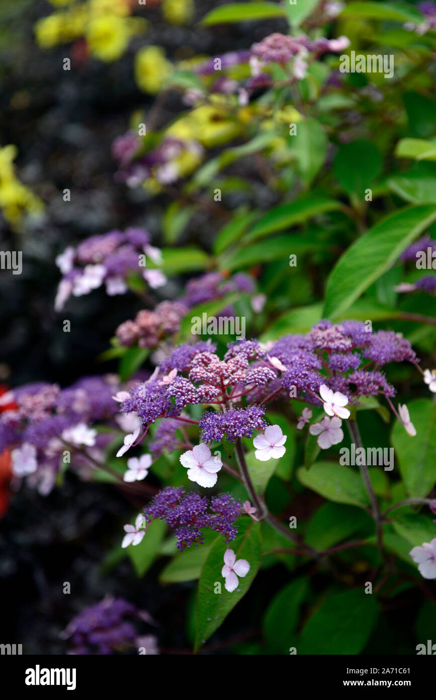 L'Hydrangea aspera,rose,rose,violet, hortensias, fleurs,fleurs,fleurs, fleurs RM Banque D'Images