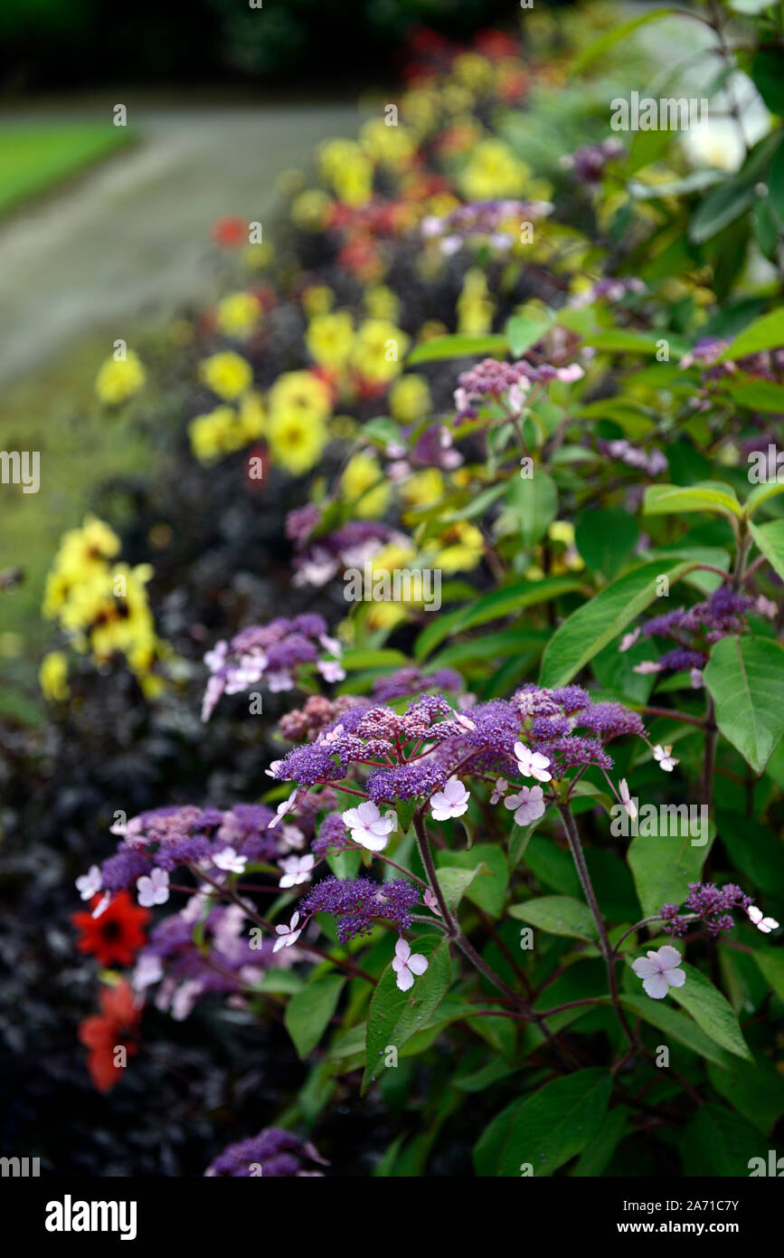 L'Hydrangea aspera,rose,rose,violet, hortensias, fleurs,fleurs,fleurs, fleurs RM Banque D'Images