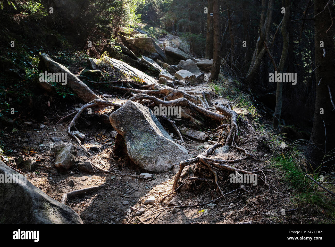 Scary forest trail avec racines comme les mains et les pierres entouré de shady pines Banque D'Images