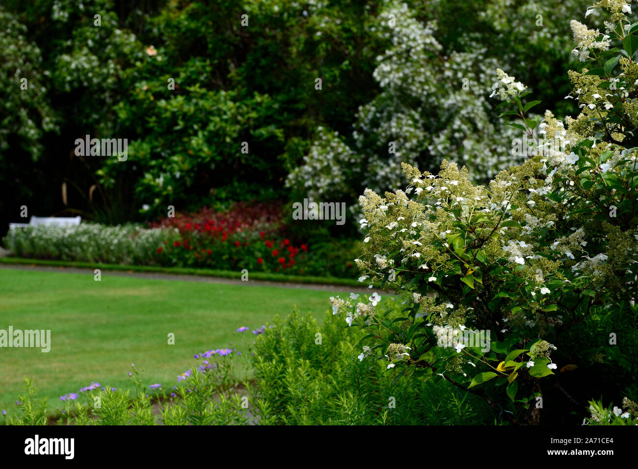 L'Hydrangea paniculata,blanc,fleurs,fleurs,fleurs hortensias,jardin clos,Floral RM Banque D'Images