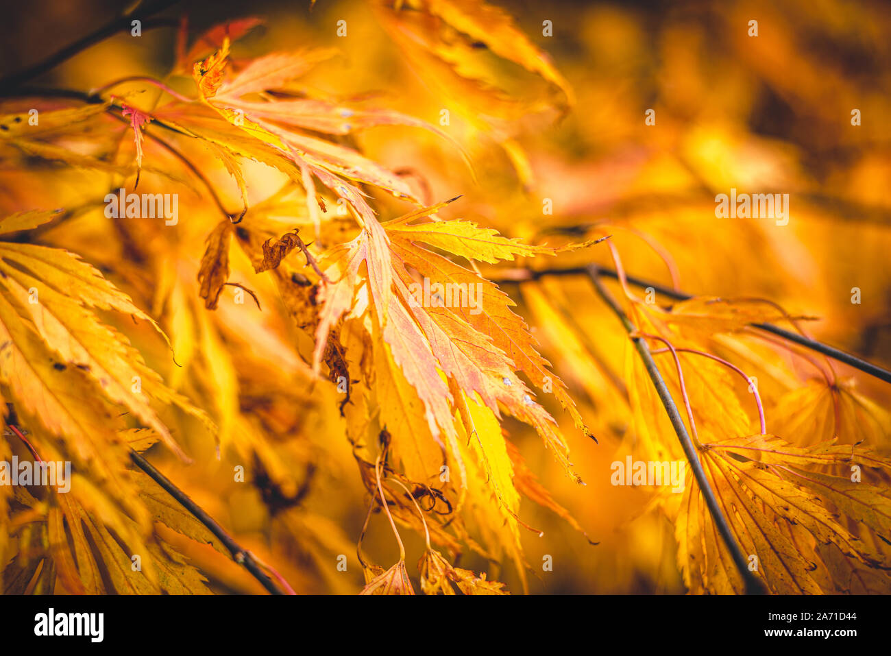 Close up of les feuilles jaunes sur un Acer arbre tel qu'il affiche ses belles couleurs d'automne Banque D'Images