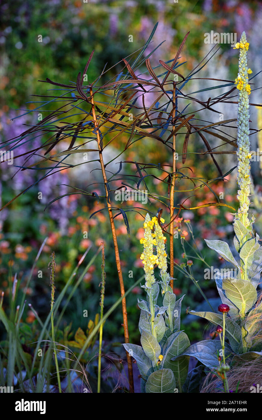 Olearia lacunosa étroit,brun foncé,feuilles,feuillage juvénile,arbre,RM,Floral Banque D'Images